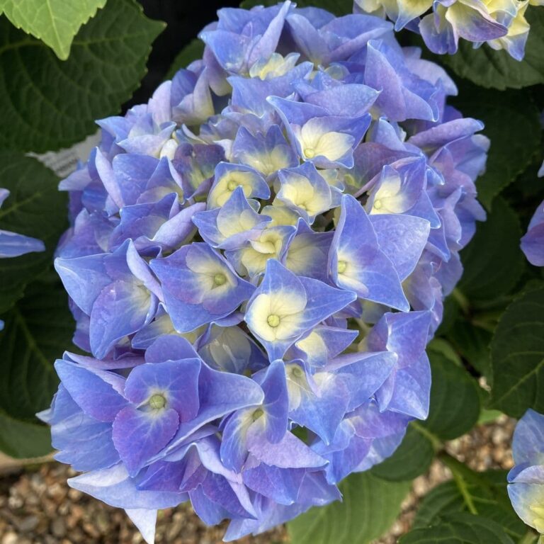 Hydrangea macrophylla 'Fabolo Blue'®