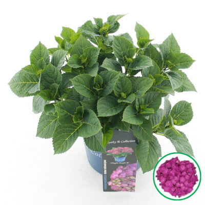 Hydrangea macrophylla 'Ningbo Purple'®