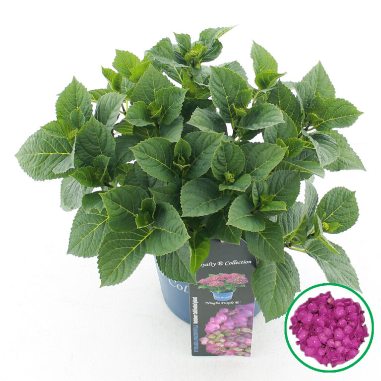 Hydrangea macrophylla 'Ningbo Purple'®