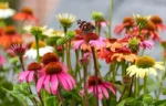Echinacea purpurea ´Moodz'® - mix