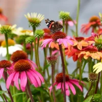 Echinacea purpurea ´Moodz'®   mix