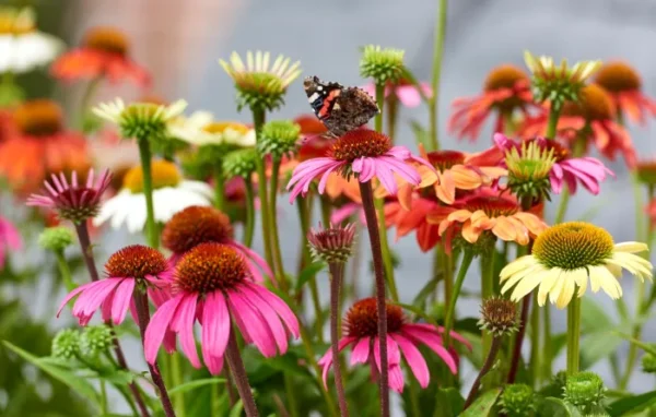 Echinacea purpurea ´Moodz'®   mix
