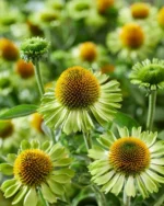 Echinacea purpurea ´Moodz'® - mix - Obrázek 2
