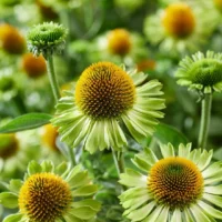 Echinacea purpurea ´Moodz'®   mix
