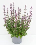 Nepeta x faassenii 'Serene Pink' - Obrázek 2