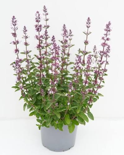 Nepeta x faassenii 'Serene Pink'