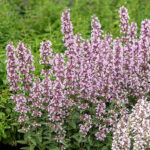 Nepeta x faassenii 'Serene Pink'