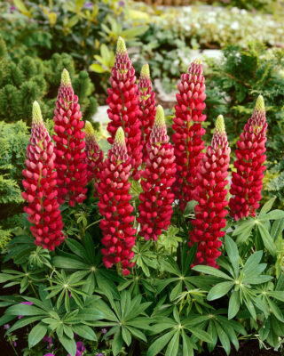 Lupinus polyphyllus 'Gallery Red'