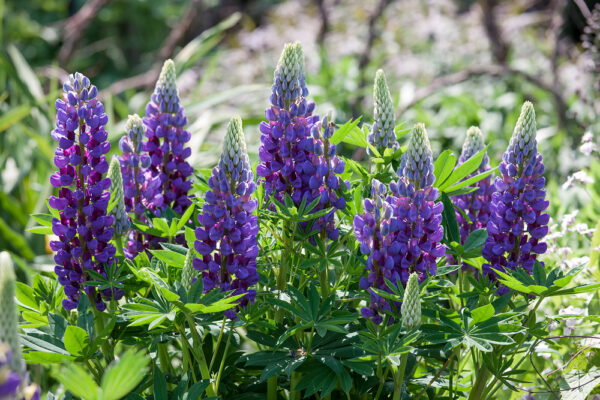 Lupinus polyphyllus 'Gallery Blue'