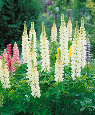 Lupinus polyphyllus 'Gallery White'