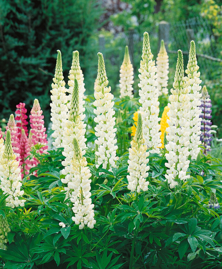 Lupinus polyphyllus 'Gallery White'