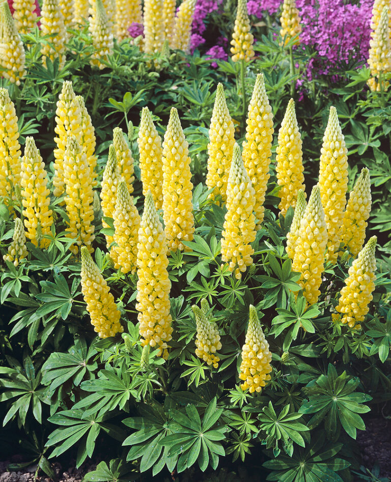Lupinus polyphyllus 'Gallery Yellow'