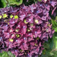 Hydrangea macrophylla 'Deep Purple Dance'®