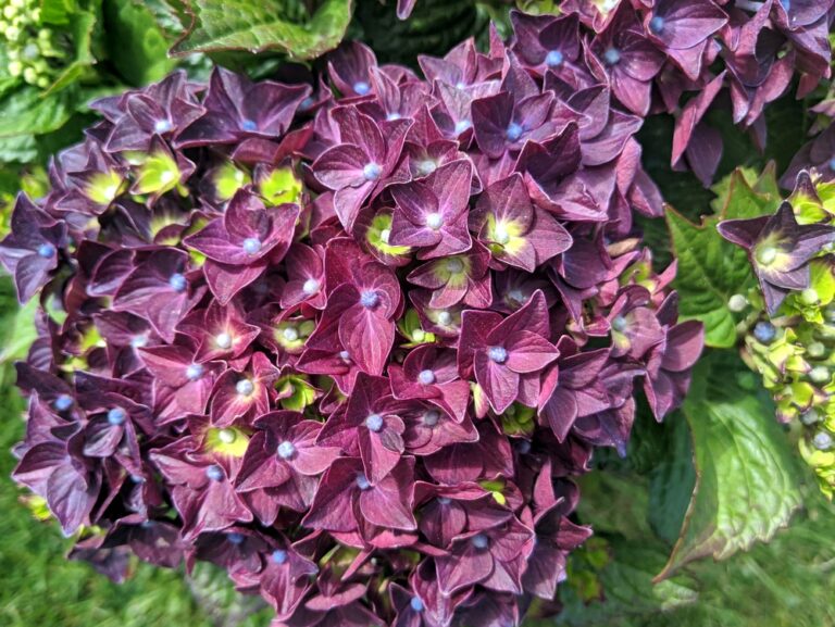 Hydrangea macrophylla 'Deep Purple Dance'®