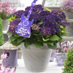 Hydrangea macrophylla 'Deep Purple Dance'®