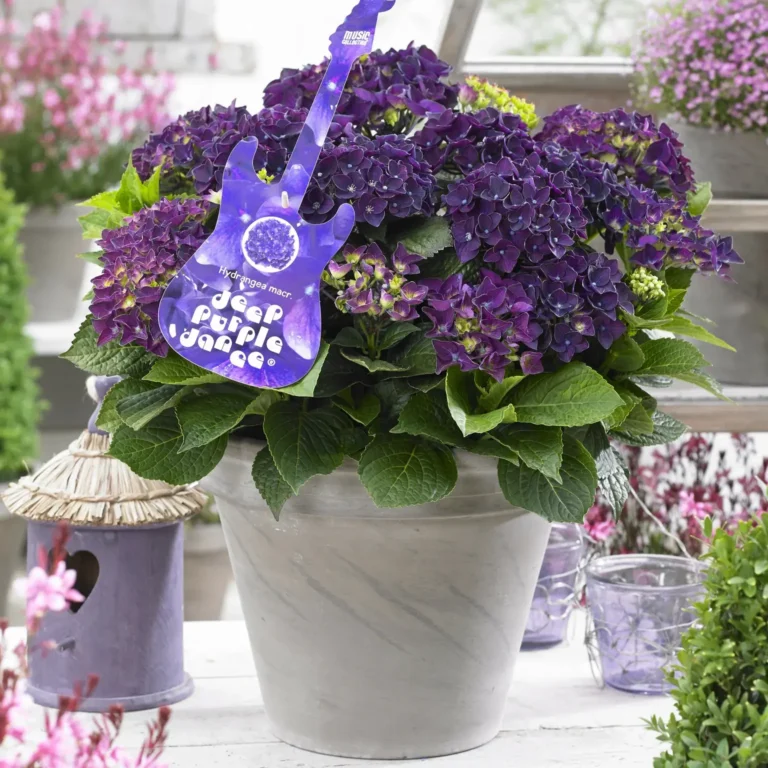 Hydrangea macrophylla 'Deep Purple Dance'®