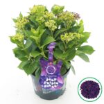 Hydrangea macrophylla 'Deep Purple Dance'® - Obrázek 4