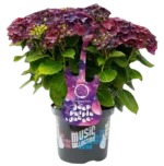 Hydrangea macrophylla 'Deep Purple Dance'® - Obrázek 3