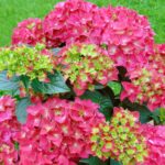 Hydrangea macrophylla 'Red Reggae'® - Obrázek 4