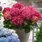 Hydrangea macrophylla 'Red Reggae'® - Obrázek 3