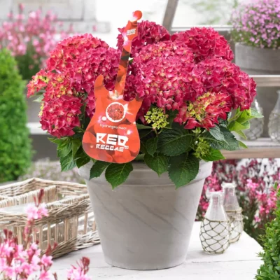 Hydrangea macrophylla 'Red Reggae'®