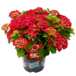 Hydrangea macrophylla 'Red Reggae'® - Obrázek 2
