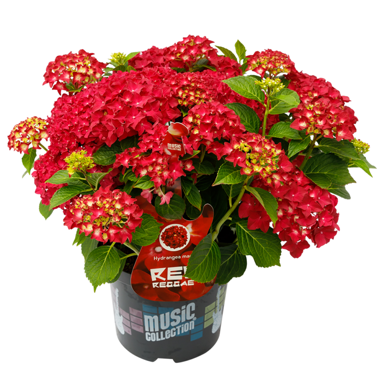 Hydrangea macrophylla 'Red Reggae'®