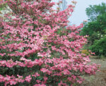 Cornus florida 'Red Giant' - Obrázek 2