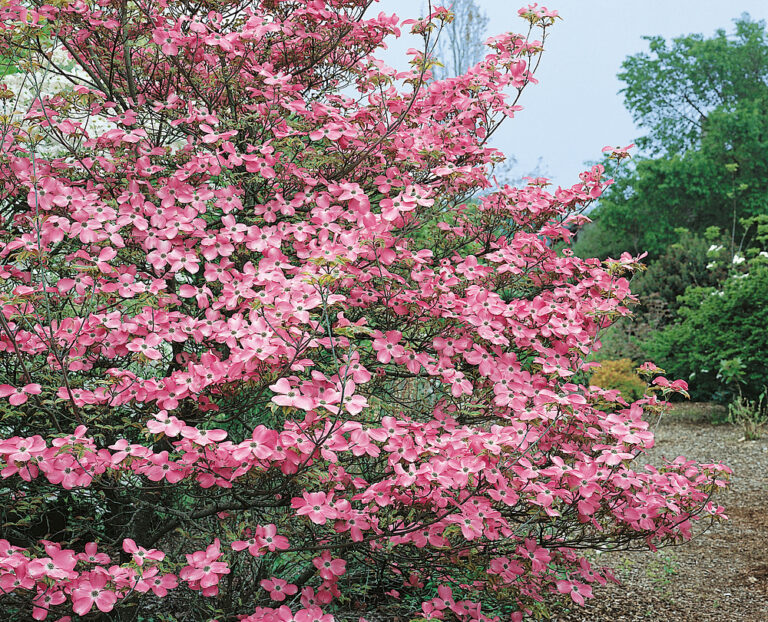 Cornus florida 'Red Giant'