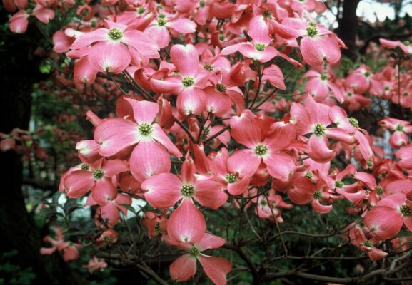 Cornus florida 'Red Giant'