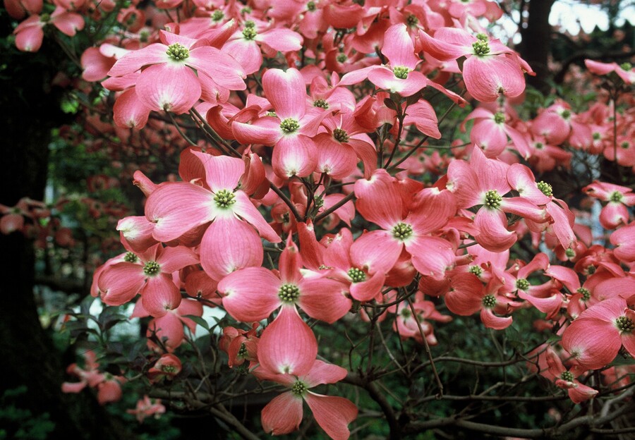 Cornus Red Giant Cornus florida 'Red Giant' - Obrázek 1