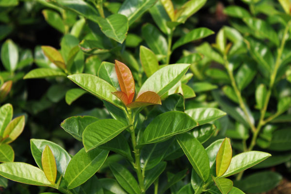 Prunus laurocerasus 'Kleopatra'®