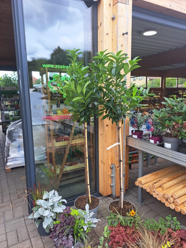 Prunus laurocerasus 'Kleopatra'®