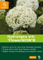 Hydrangea arborescens 'FlowerWOW'® - Obrázek 6