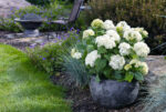 Hydrangea arborescens 'FlowerWOW'®