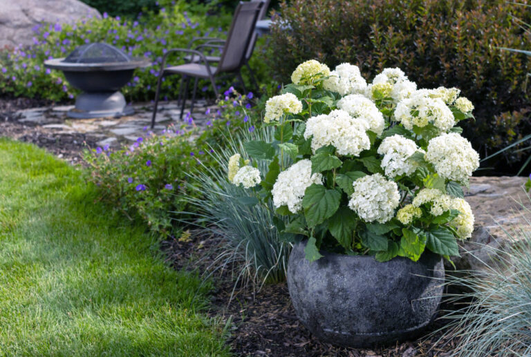 Hydrangea arborescens 'FlowerWOW'®