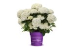 Hydrangea arborescens 'FlowerWOW'® - Obrázek 5