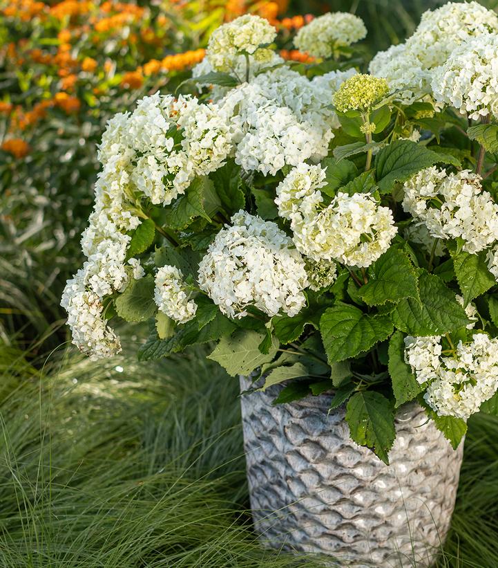 Hydrangea arborescens 'FlowerWOW'®