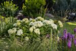 Hydrangea arborescens 'FlowerWOW'® - Obrázek 3