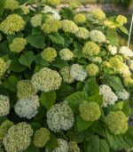 Hydrangea arborescens 'FlowerWOW'® - Obrázek 4