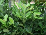 Prunus laurocerasus 'Bonaparte'®