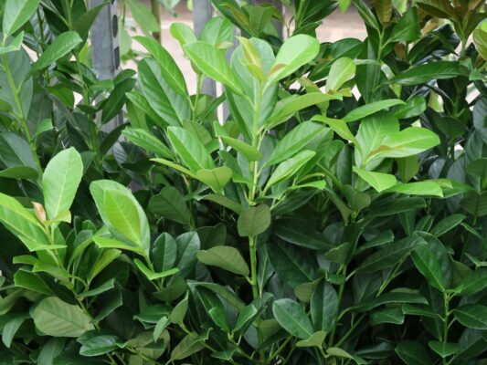 Prunus laurocerasus 'Bonaparte'®