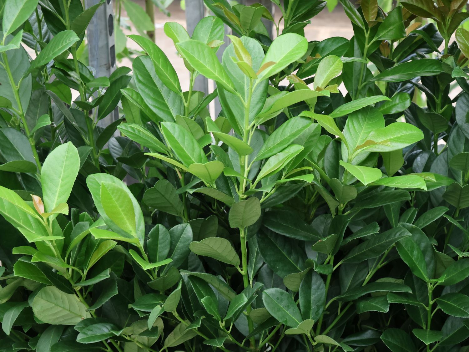 Bonaparte Prunus laurocerasus 'Bonaparte'® - Obrázek 1