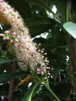 Prunus laurocerasus 'Bonaparte'® - Obrázek 3