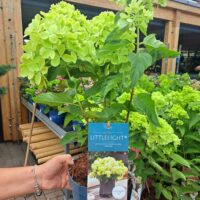 Hydrangea paniculata 'Garden Lights'® - C2L-Little Light®