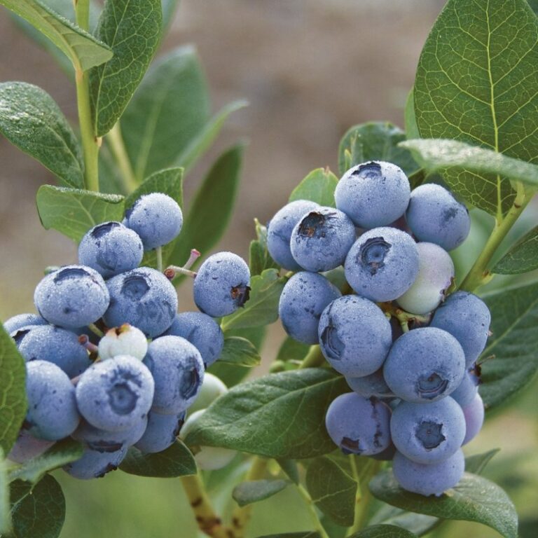 Vaccinium corymbosum 'Gupton'