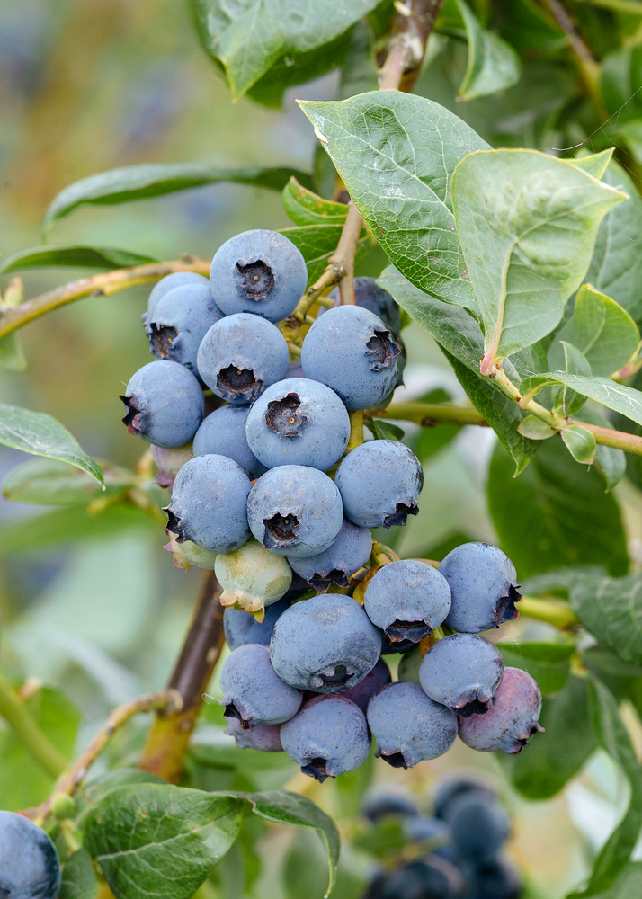 Vaccinium corymbosum 'O'Neal'