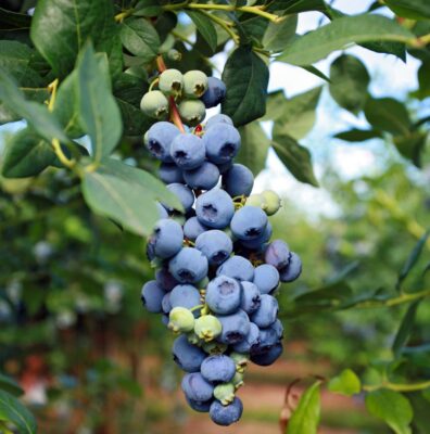 Vaccinium corymbosum 'Sweetheart'®