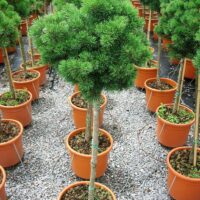 Pinus mugo 'Mops' - C10L KM60- výška kmínku 60 CM, terakota TOP
