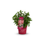 Hydrangea paniculata 'Groundbreaker® Ruby' - C3L-EXTRA